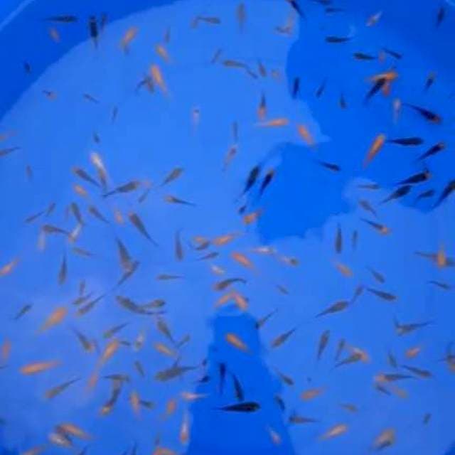 3-5cm , 100ekor Showa Doits , Kohaku Doitsu , Sanke Doits