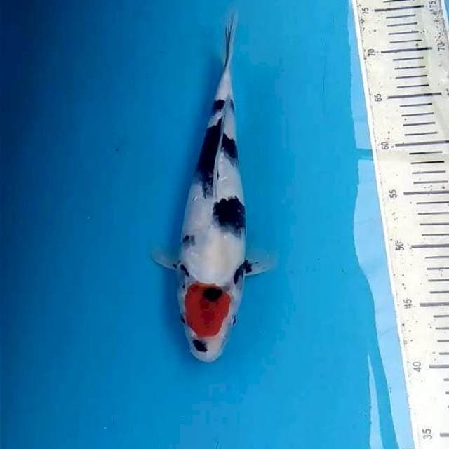 Tancho Showa 31cm