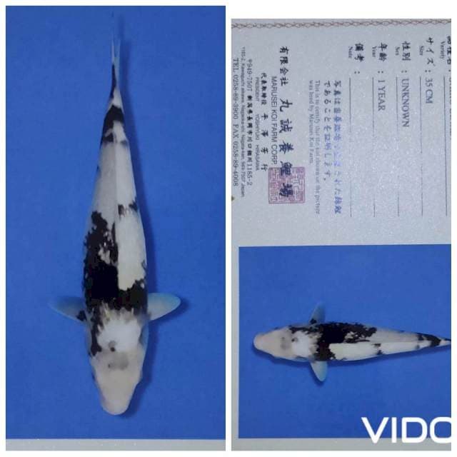 Shiro ginrin 40 cm motogoro imbang...๐ฅ๐ฅ๐ฅ
