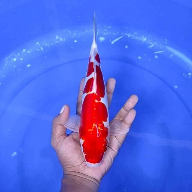 2. Kohaku Doitsu Murni || 29 cm || Jantan