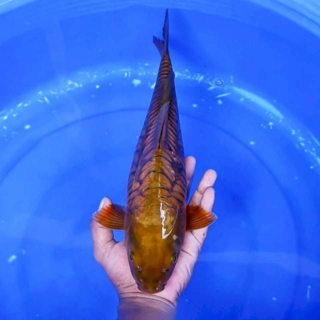 3. Tembaga Aragoke || 38 cm