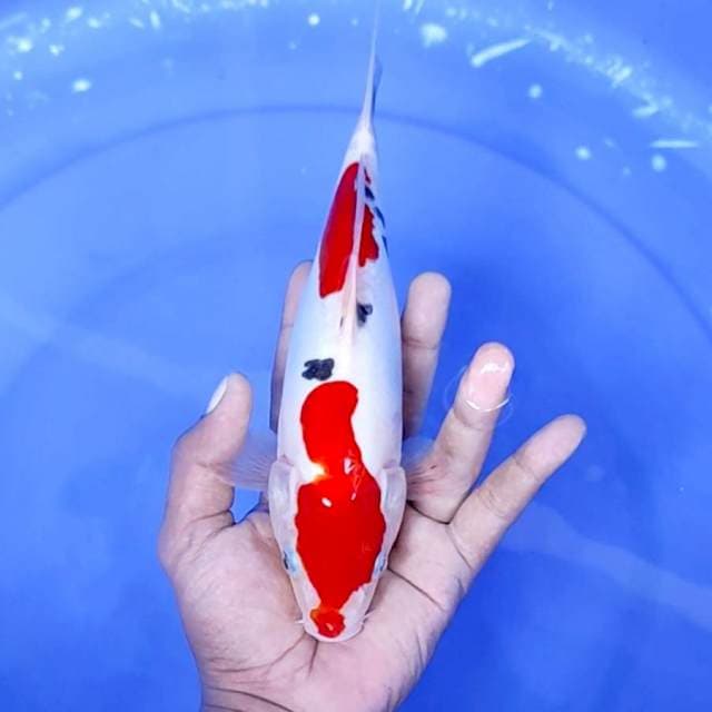 4. Sanke Doitsu Murni || 25 cm