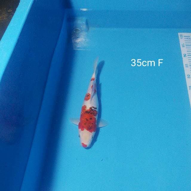 aigoromo 35cm