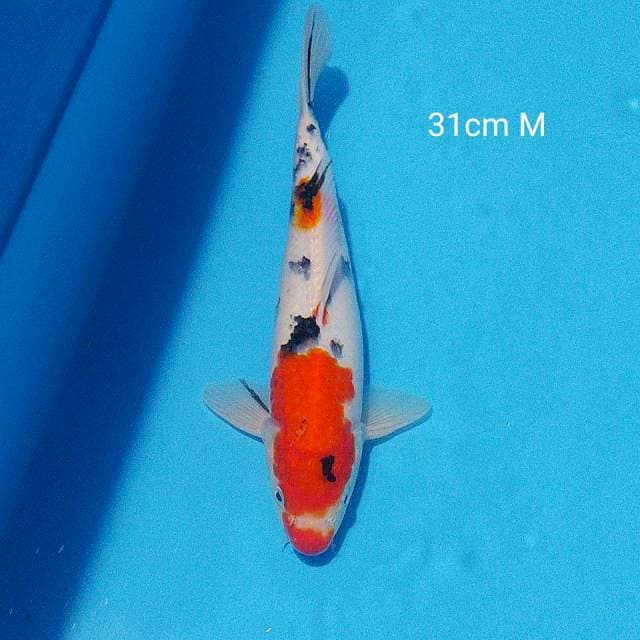 sanke 31cm