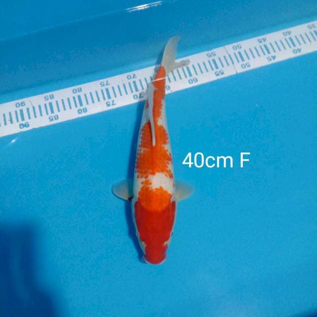 Kohaku 40cm F