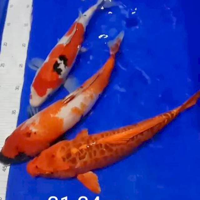 Mix 31-34cm