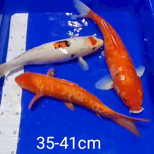 Mix 35-41cm
