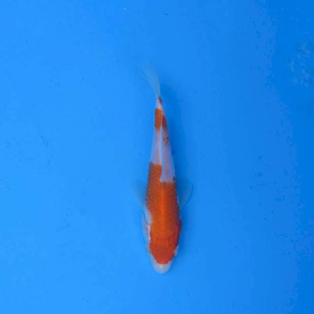 Kohaku Ori F1