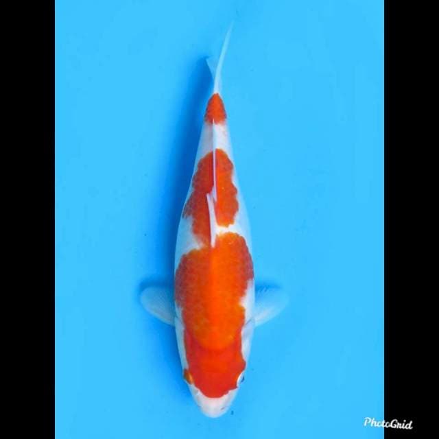 29cm , Female , Nidan Kohaku