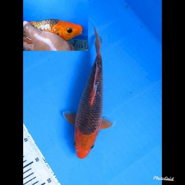 32cm , Male , Larva Merah Jumbo Tosai