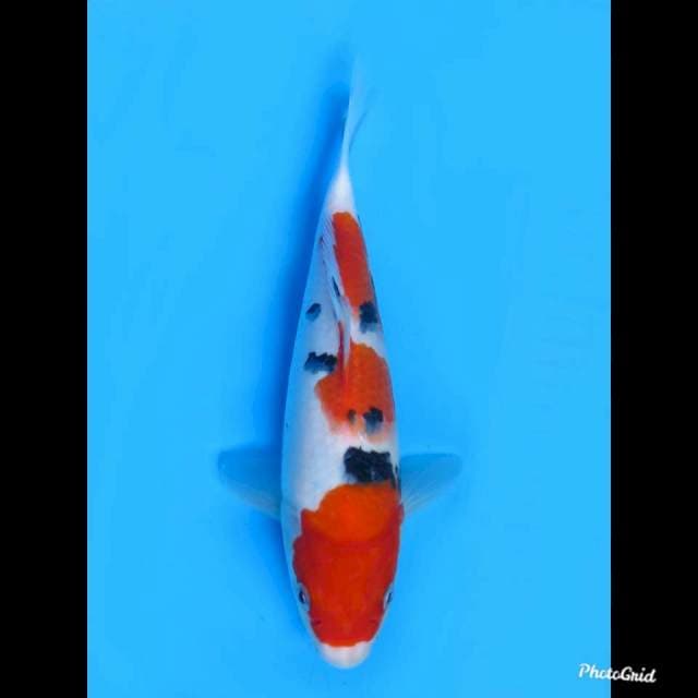 24cm ,Male , F1 Taisho Sanke Strong