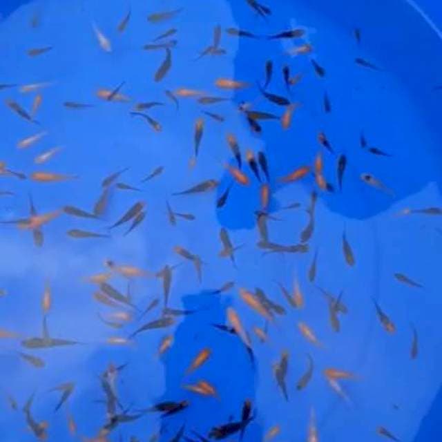 3-5cm , 100ekor , Paket Kedua , Doitsu Gosanke