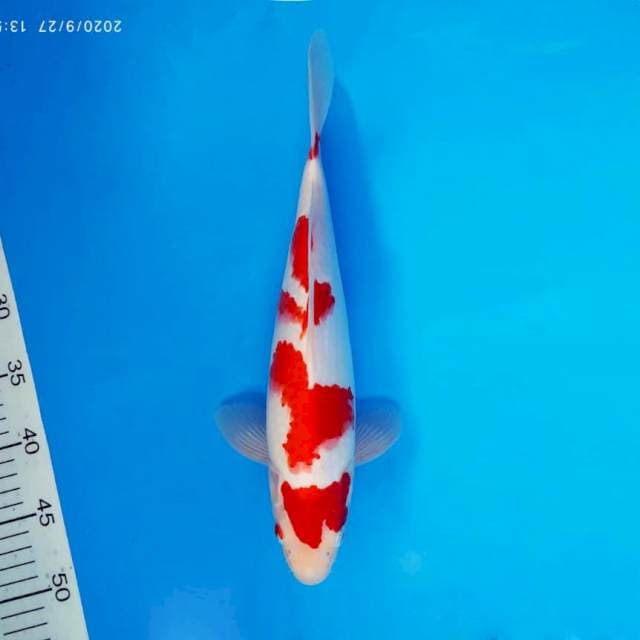 ATAKA 2 - KOHAKU ®
