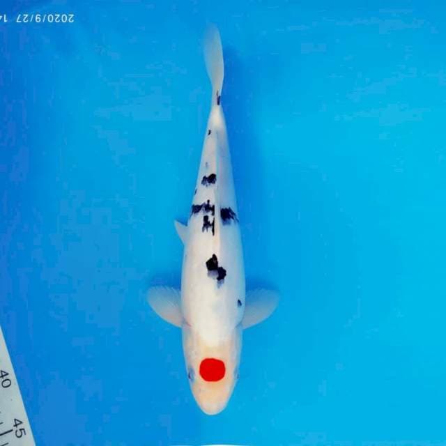ATAKA 5 - TANCHO SANKE ®