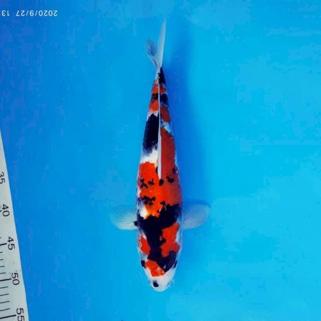ATAKA 7 - SHOWA ®