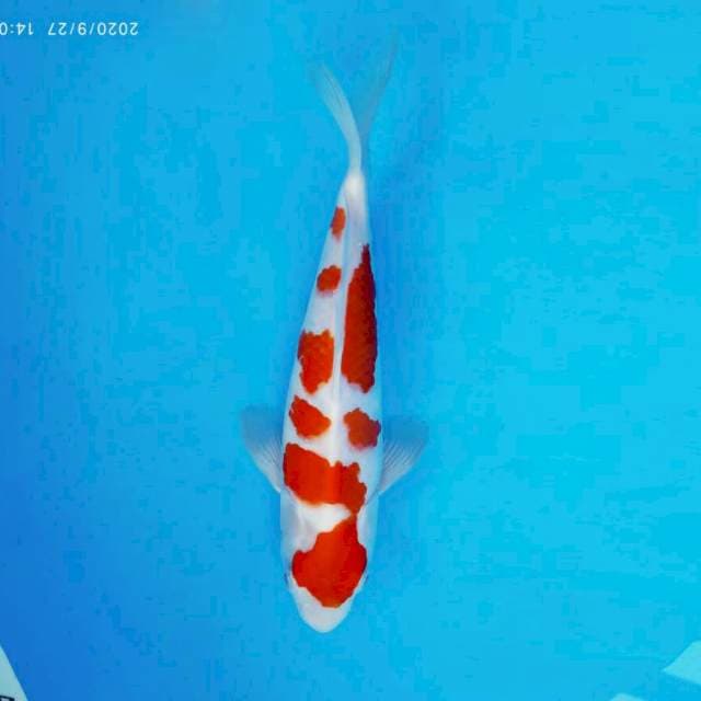 ATAKA 8 - KOHAKU MINUS ™