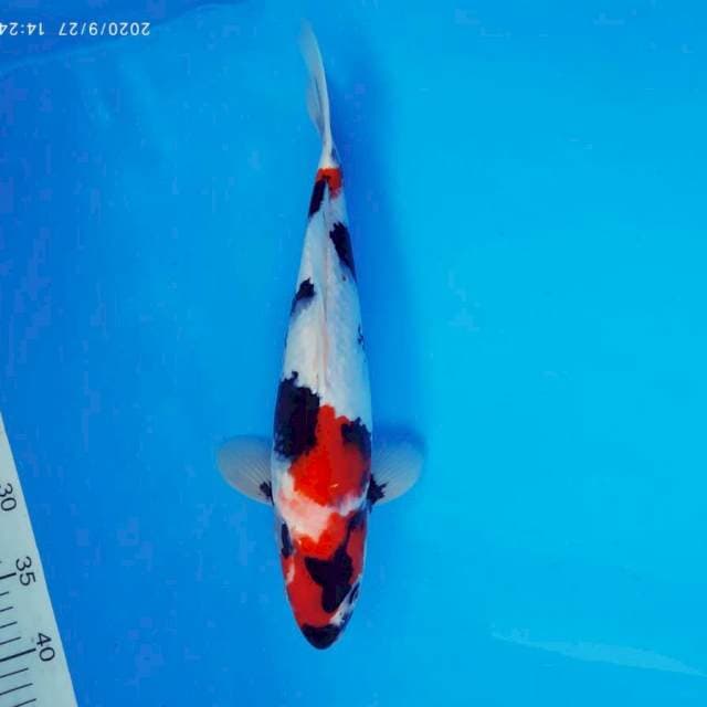 ATAKA 13 - SHOWA TATEGOI ®