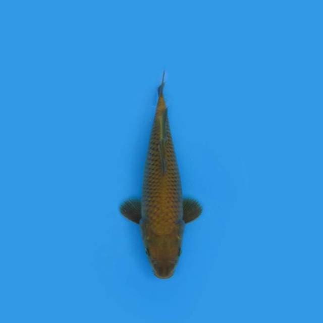 26CM + CHAGOI
