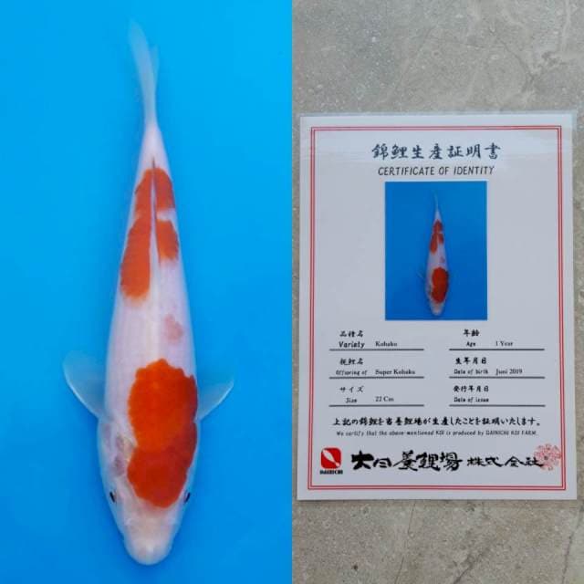 Dainichi kohaku 22cm serty