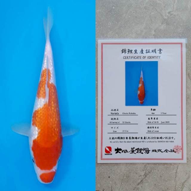Dainichi ginrin kohaku 23cm serty