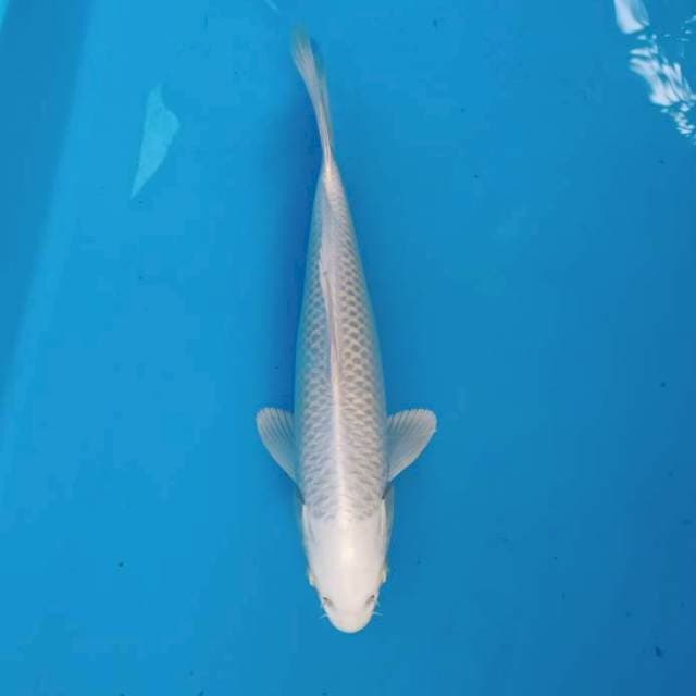 Platinum mulus ~27
