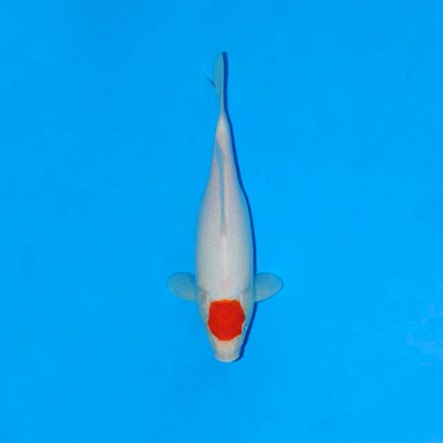 Tancho kohaku