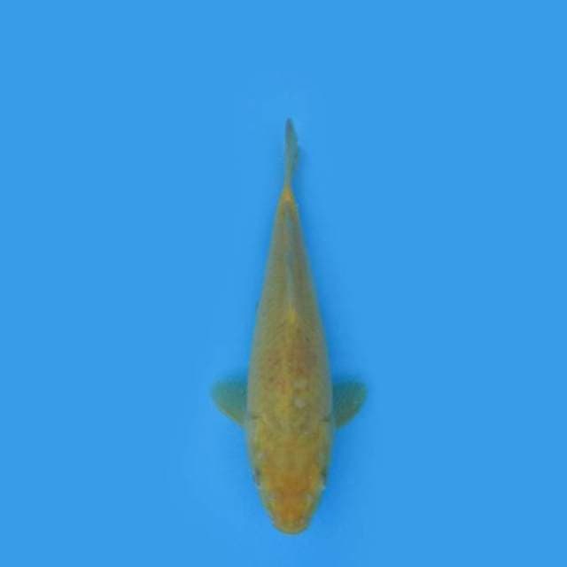26CM - KARASHI
