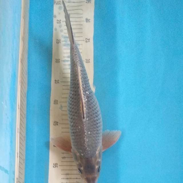 Soragoi Mulus