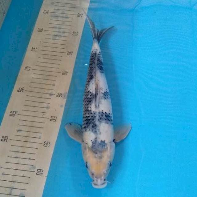 Tategoi Shiro Utsuri 34 cm