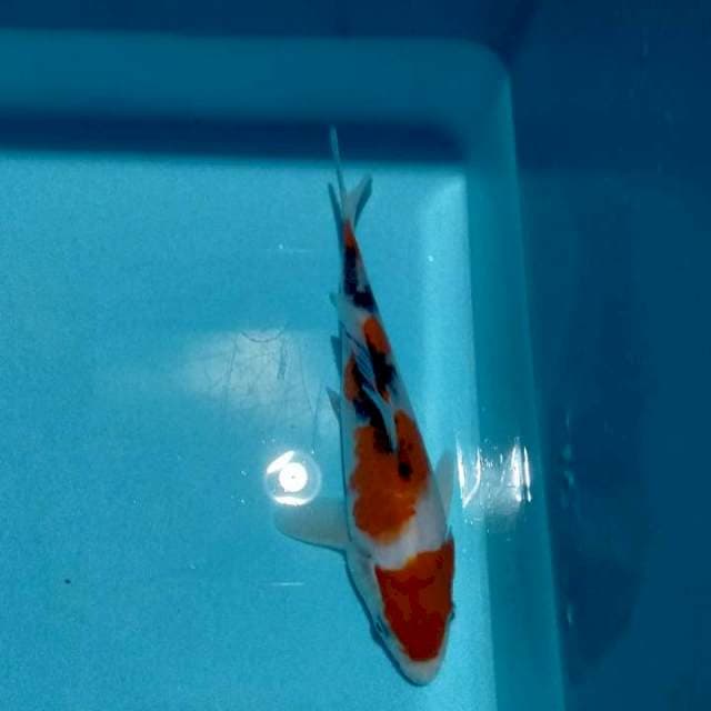 YONDAN SANKE 21 CM