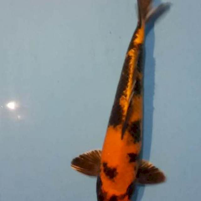 Kin utsuri 37 cm