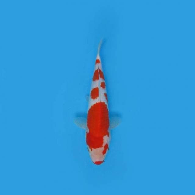 25CM - KOHAKU