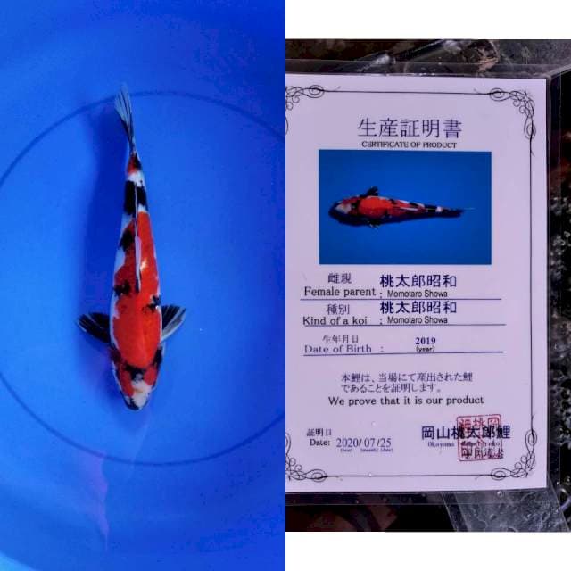 Showa MOMOTARO serti
