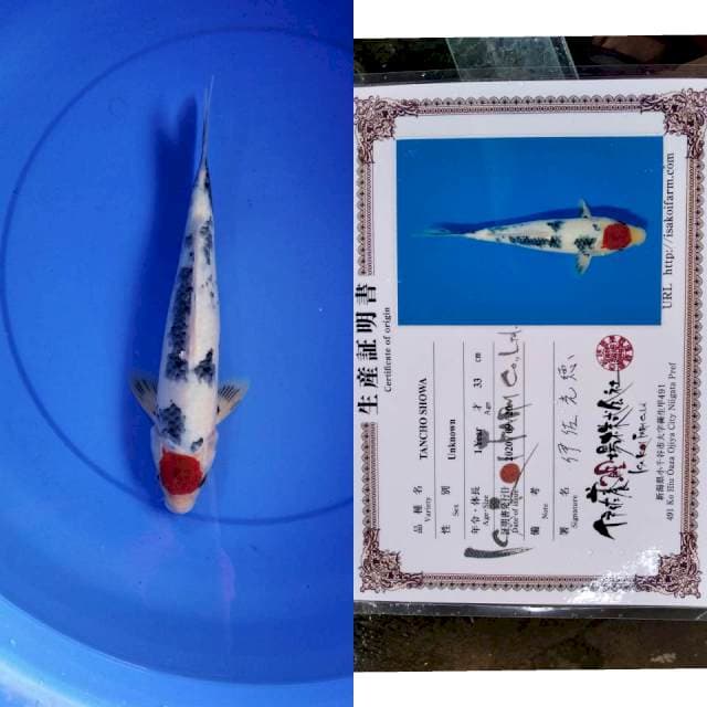 Tancho showa ISA serti