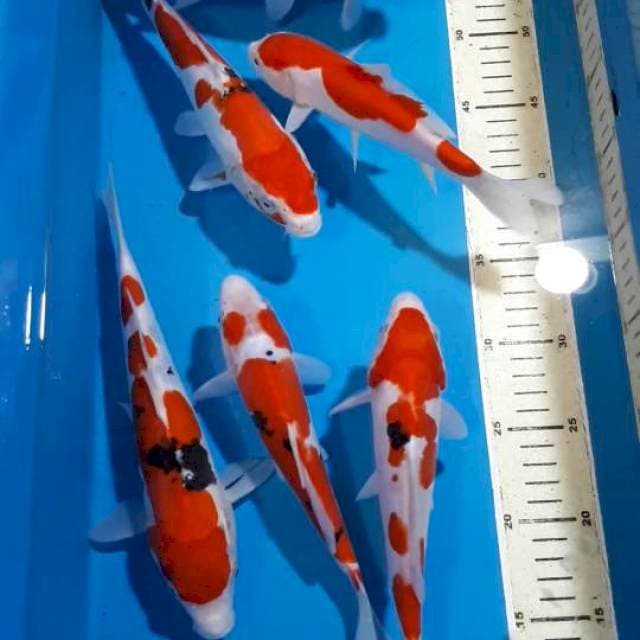 SANKE KOHAKU DOUTSU HQ 20-27 CM