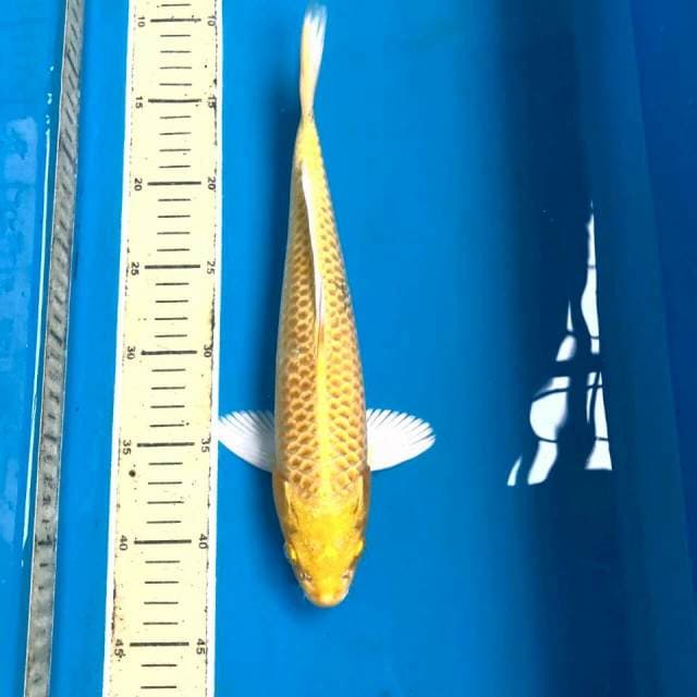 Yamabuki Ogon, 30 cm