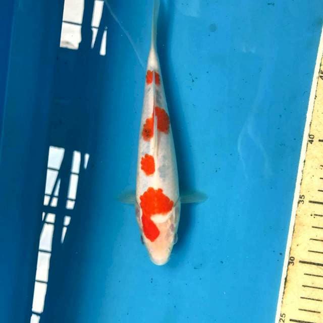 Sanke Tategoi, 21 cm