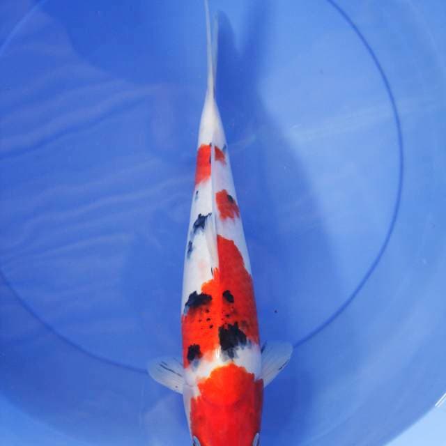 sanke 35cm