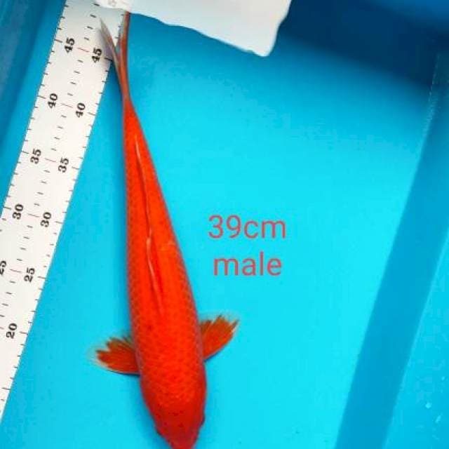 Hajiro strong tembus 39cm male