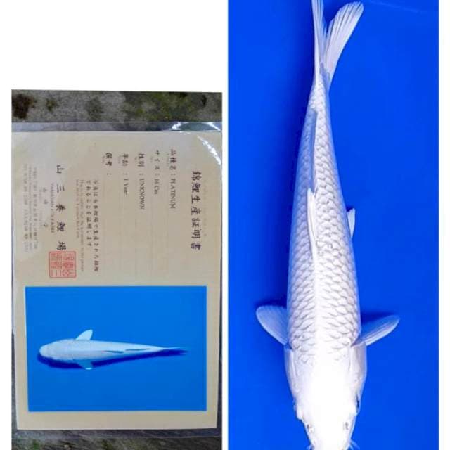 Platinum Impor Serti Yamasan