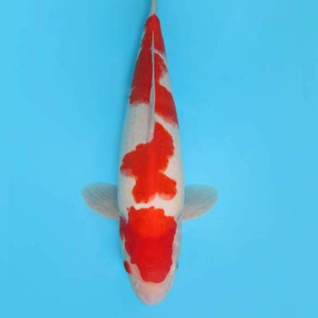 B. KURAMA 2 ~ KOHAKU,-