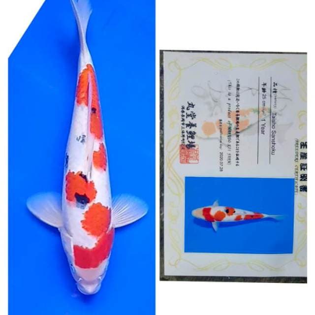Sanke Import Serti Marudo