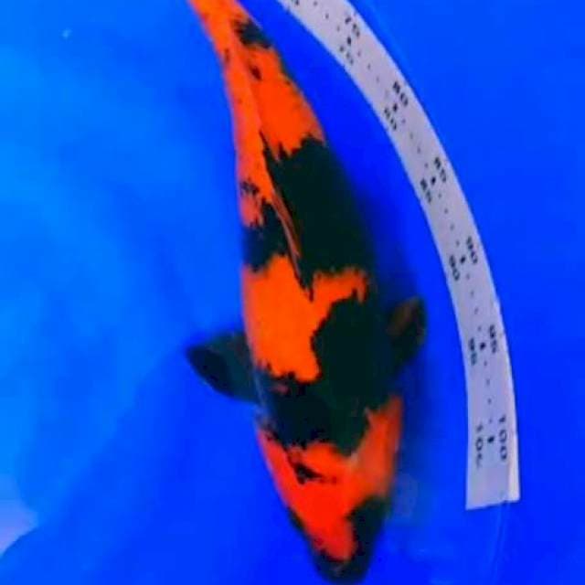 Hiuturi 50cm