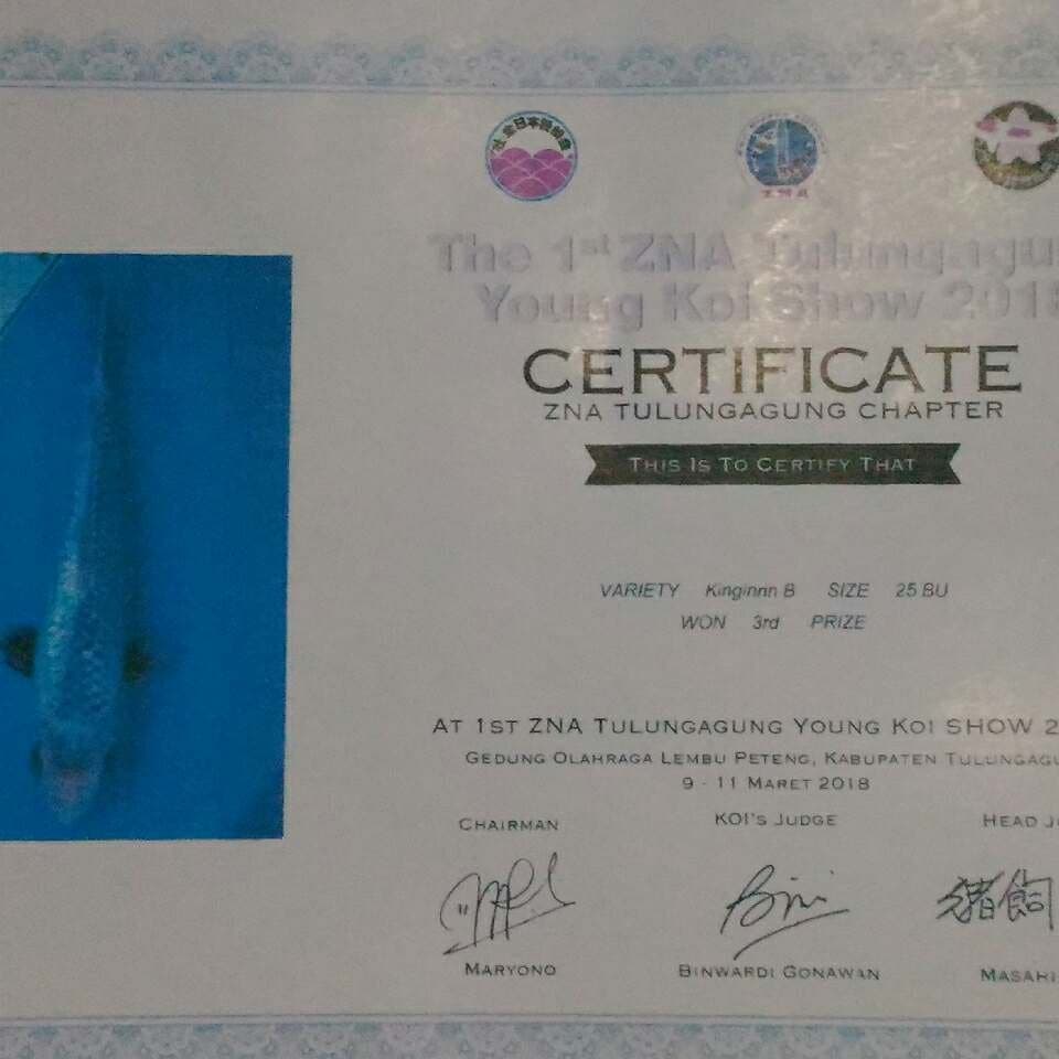 Asagi ginrin SQ juara 25 cm