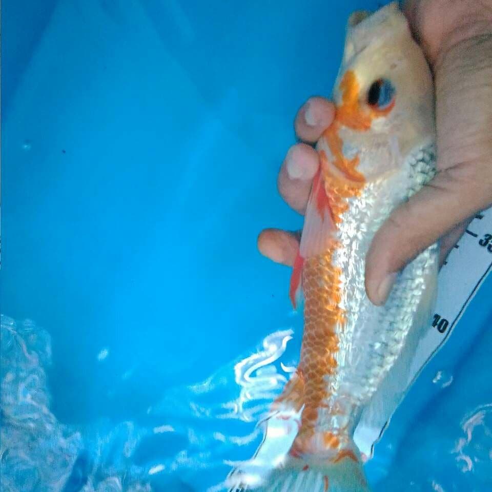 Asagi ginrin SQ juara 25 cm