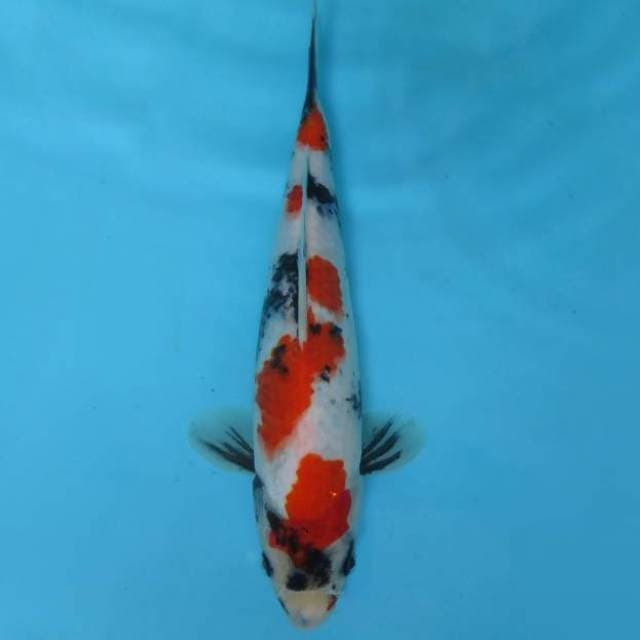 E. KURAMA 5 ~ SHOWA QUALITY,-