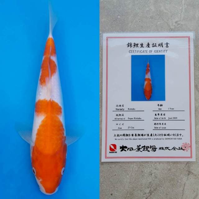Dainichi kohaku 27cm serty