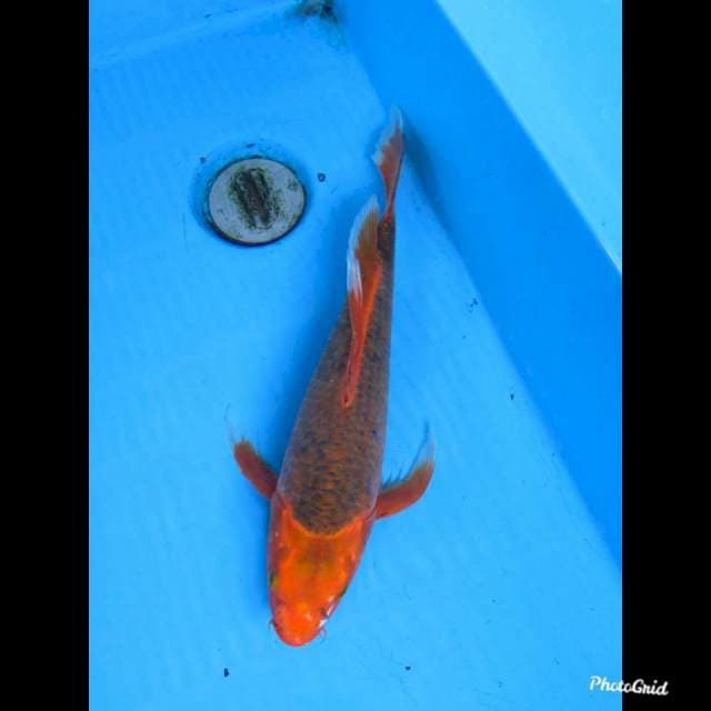 38cm , Male , Kumpay Matsuba Koleksi