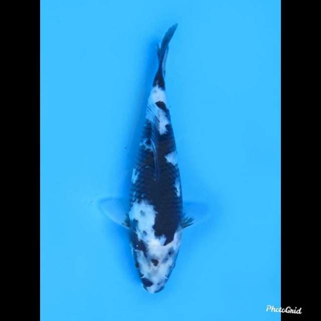 26cm , Female , Shiro Utsuri Putih Salju