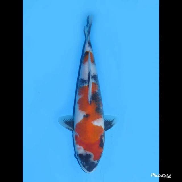 25cm , Male , Showa Mutogoro Original